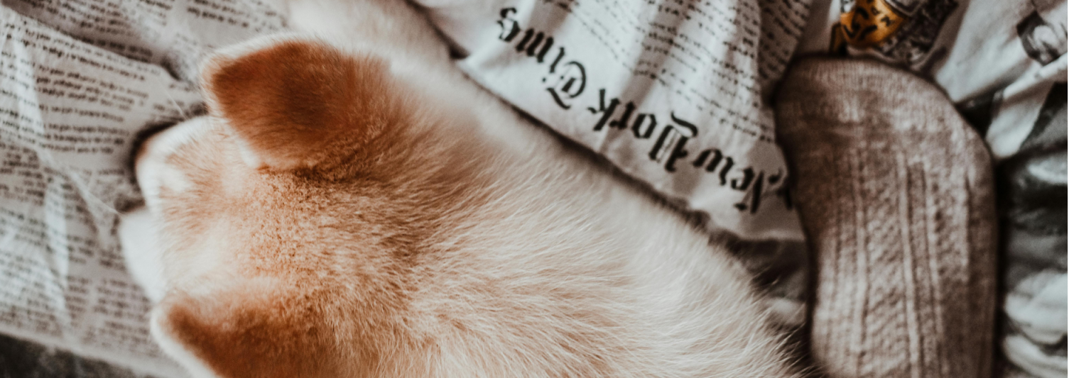50% OFF Pet Essentials