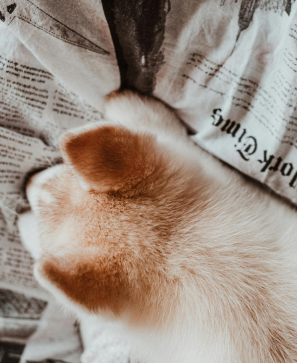 50% OFF Pet Essentials