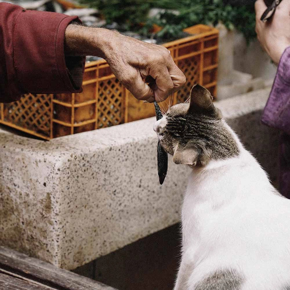 7 FOR $49.90: Eastsea Brother Codfish Grain-Free Half-Dried Treats For Cats & Dogs 15g