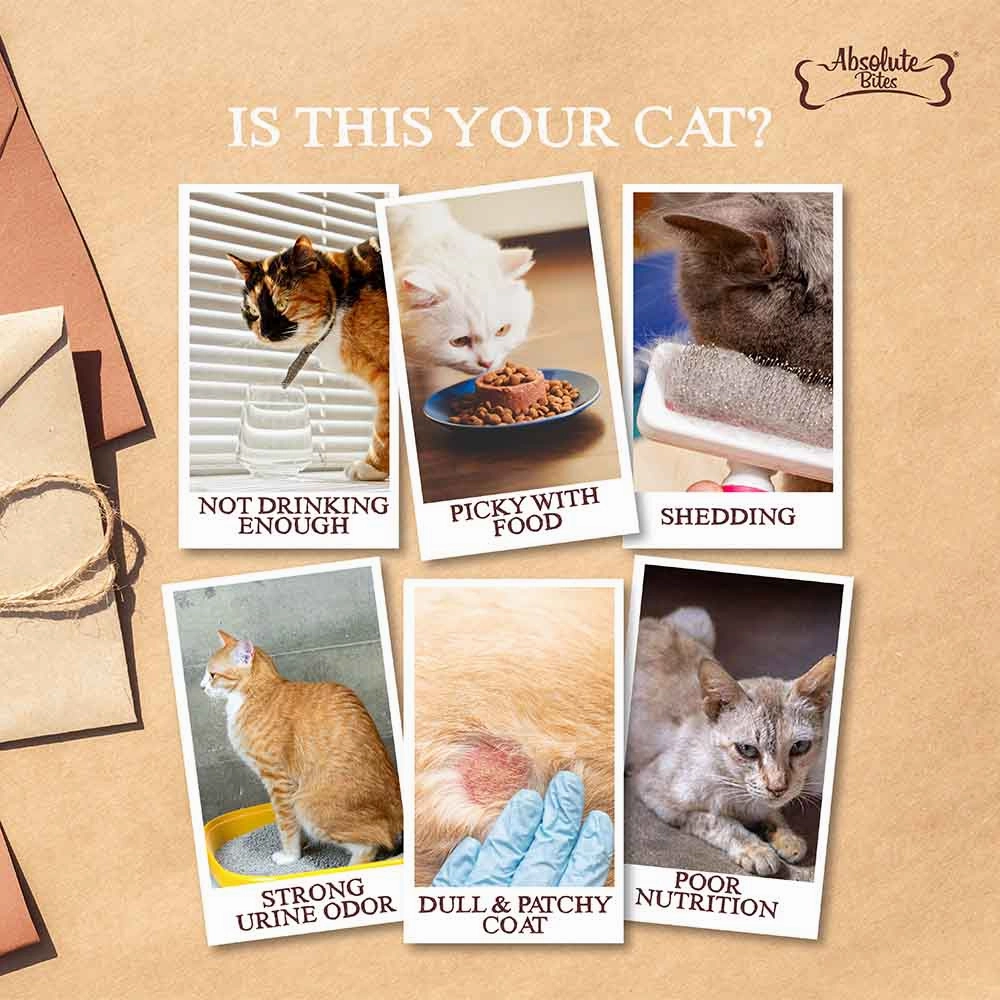 Absolute Bites Wild Age Chicken Complete & Balanced Diet Canned Cat Food 80g - Box of 6