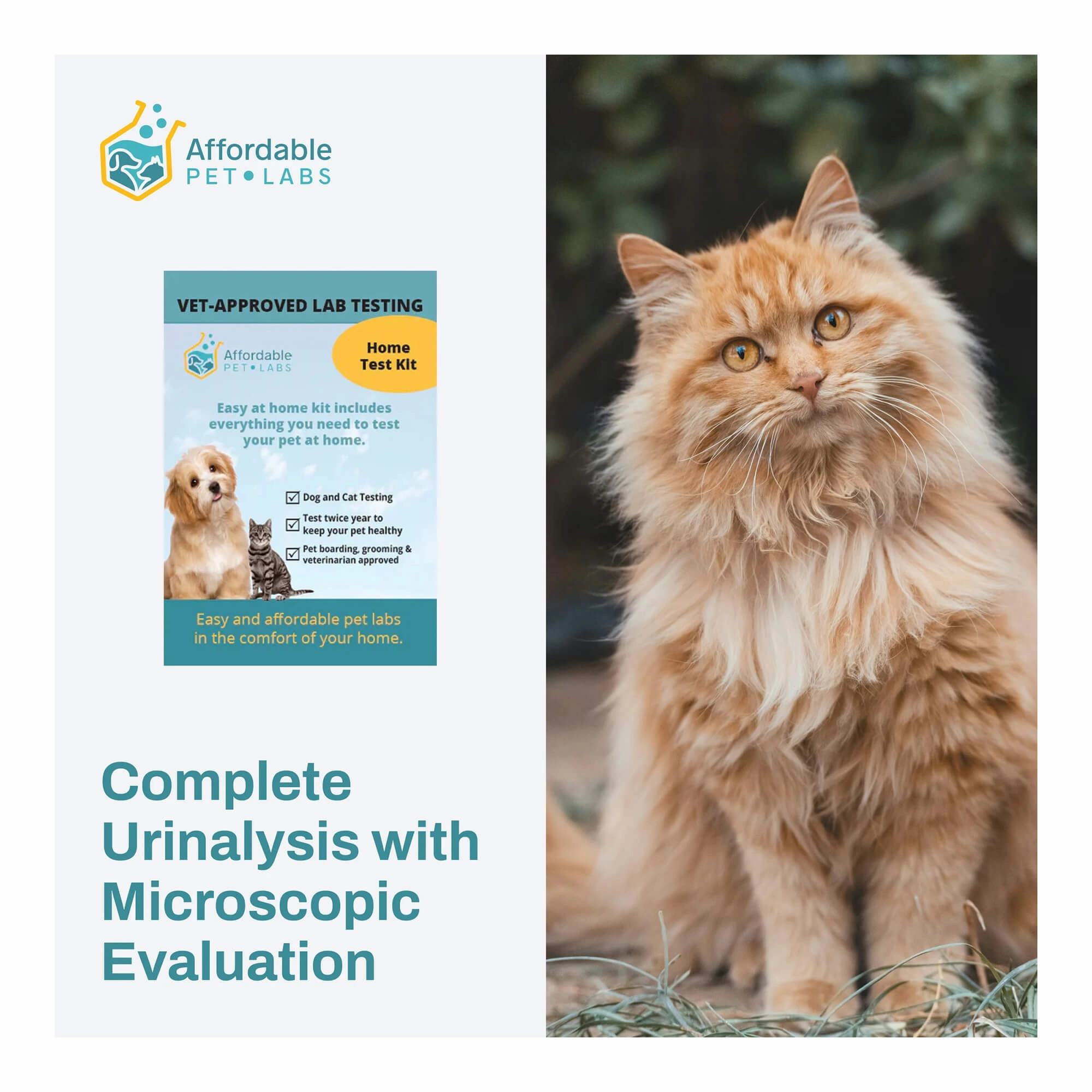 Affordable Pet Labs - Complete Urinalysis with Microscopic Evaluation For Cats, Easy Home Test Kit cat scratchers cat towers cat window perch cat heating pad cat calming spray