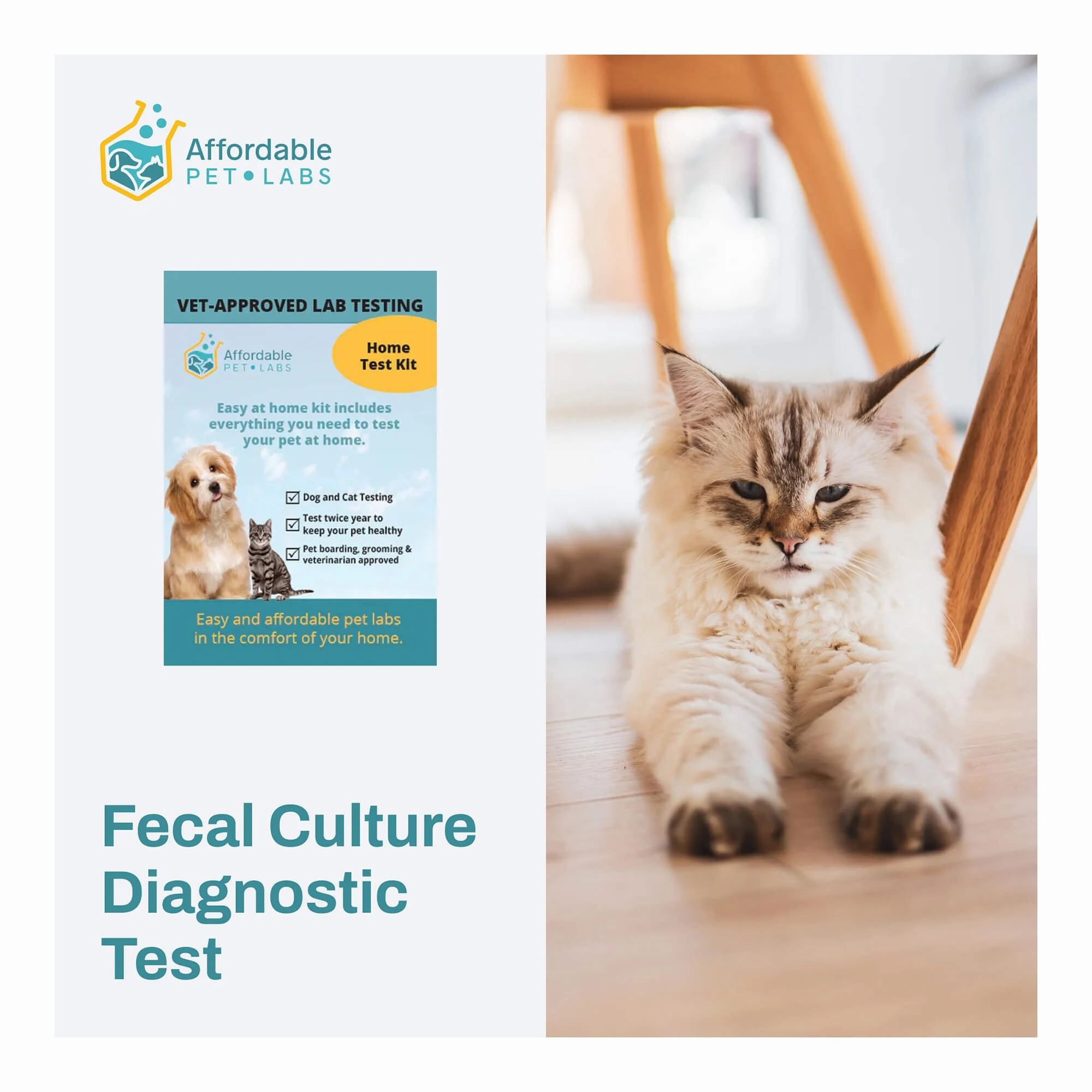 Affordable Pet Labs - Fecal Culture Diagnostic Test For Cats, Easy Home Kit dog plush squeaky toy interactive plush toy plush rope toy tough plush dog pillow toy