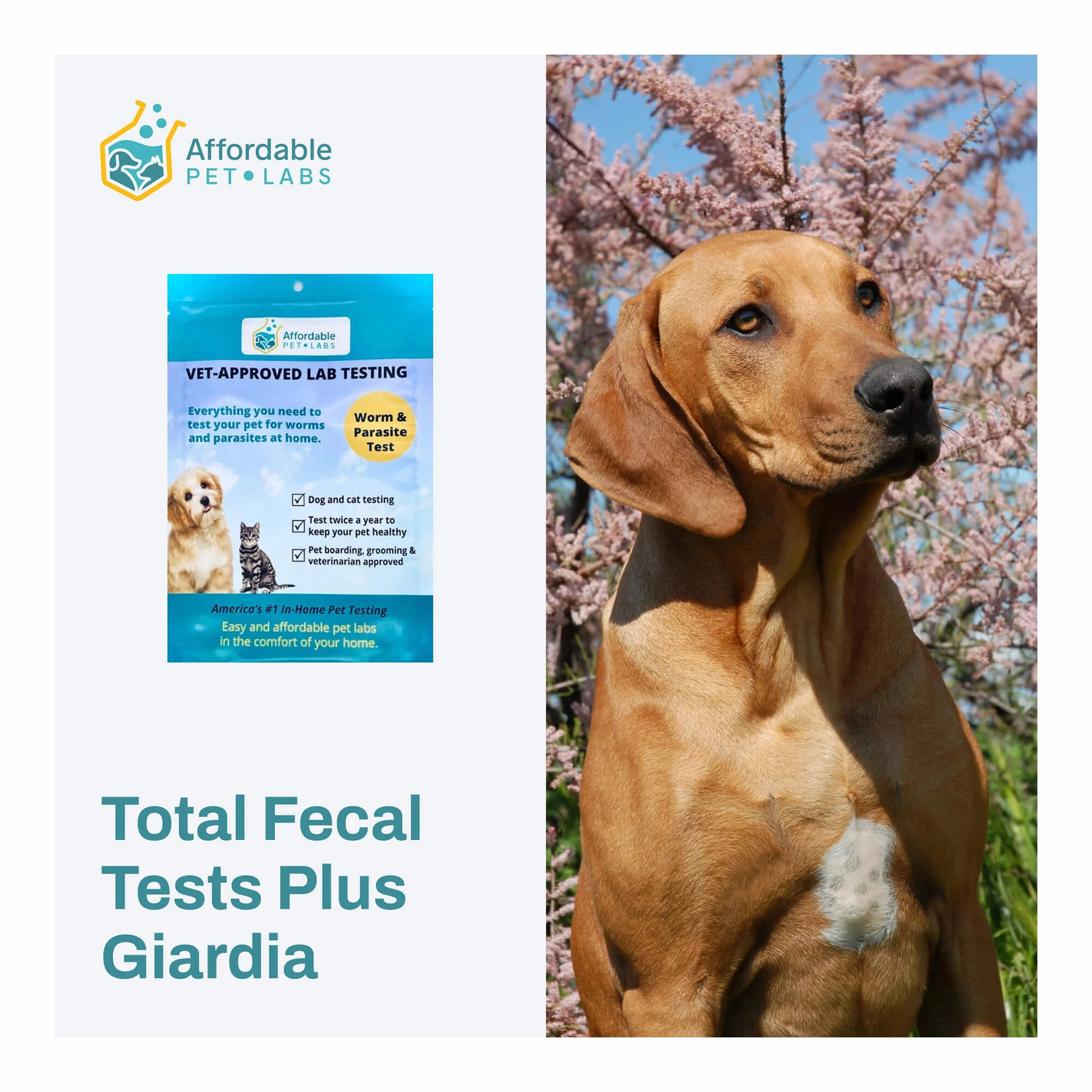 Affordable Pet Labs - Total Fecal Tests Plus Giardia For Dogs & Cats, Easy Home Kit dog plush squeaky toy interactive plush toy plush rope toy tough plush dog pillow toy