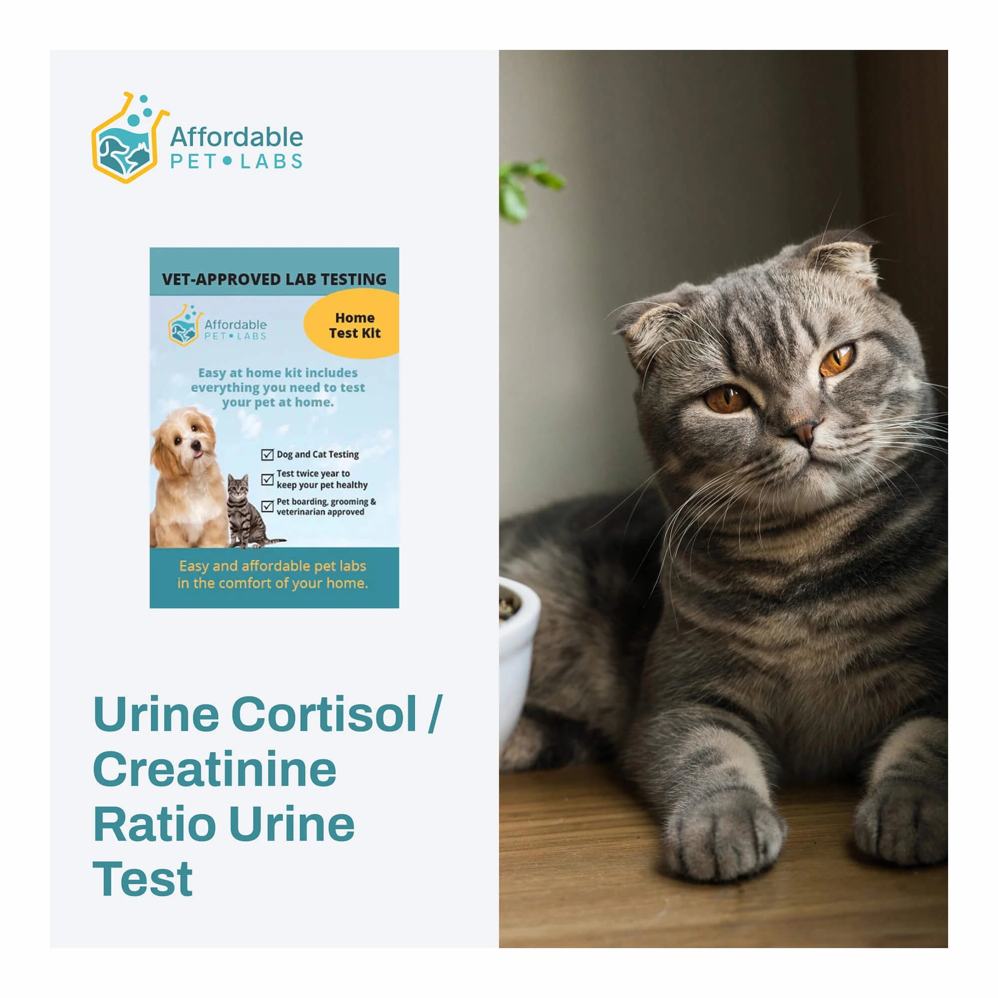 Affordable Pet Labs - Urine Cortisol / Creatinine Ratio Urine Test For Cats, Easy Home Kit dog plush squeaky toy interactive plush toy plush rope toy tough plush dog pillow toy