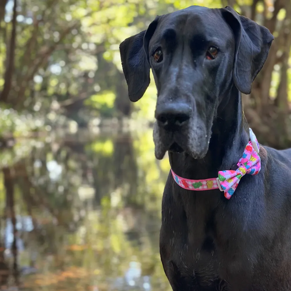 Big & Little Dogs Beary Sweet Collar & Bow Tie