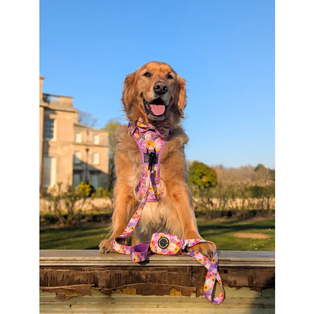 Big & Little Dogs Leash: Spring Fling