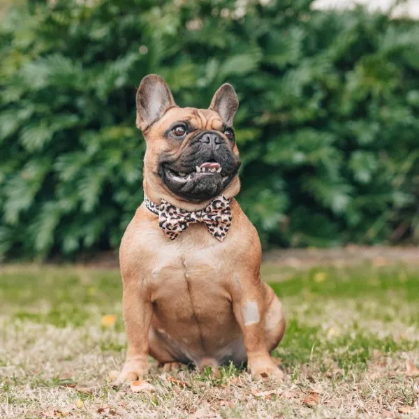 Big & Little Dogs Luxurious Leopard Collar & Bow Tie