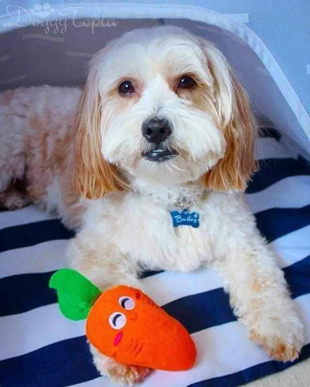 Carrot Squeaker Dog Toy