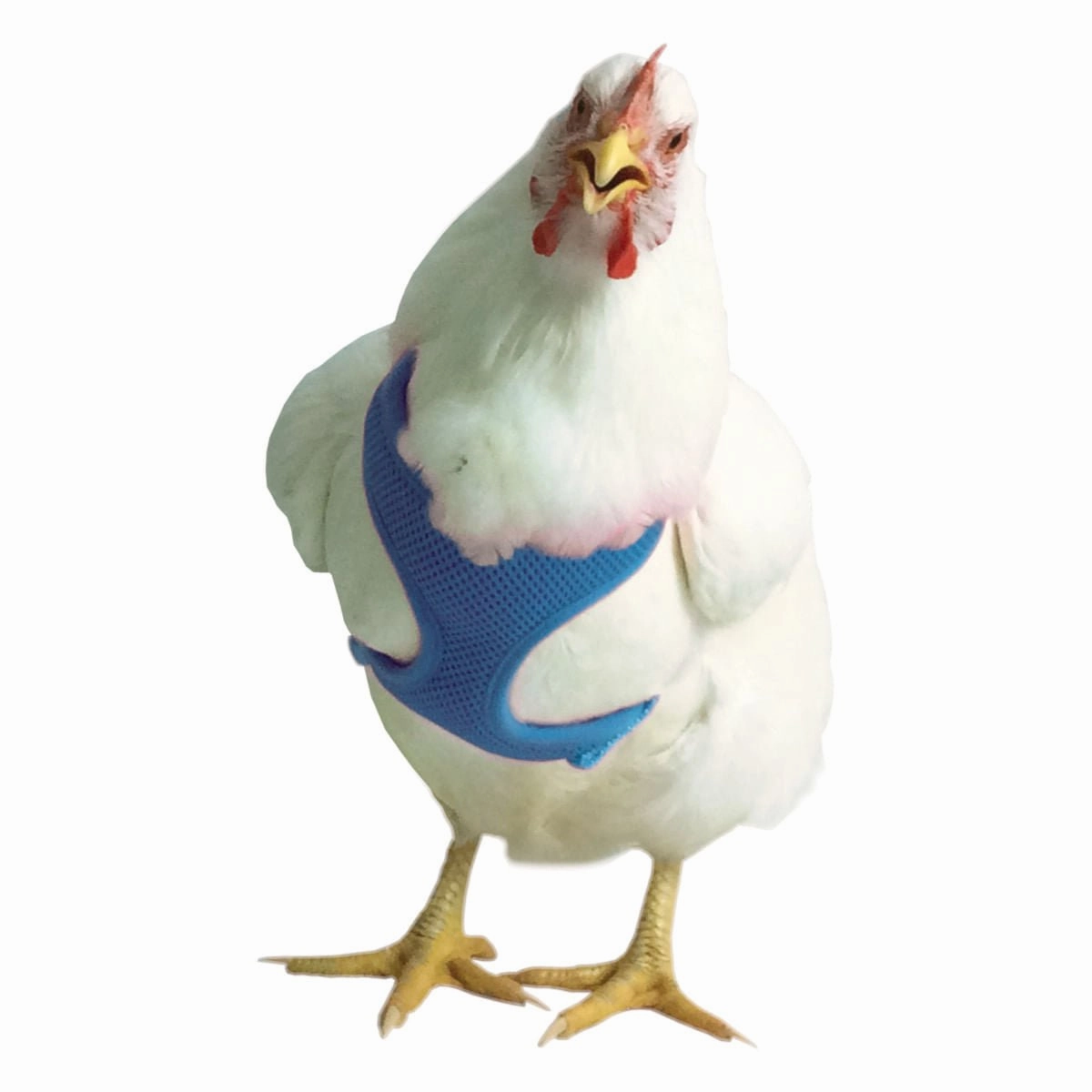 Chicken Harness