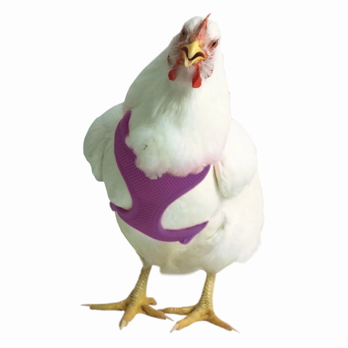 Chicken Harness