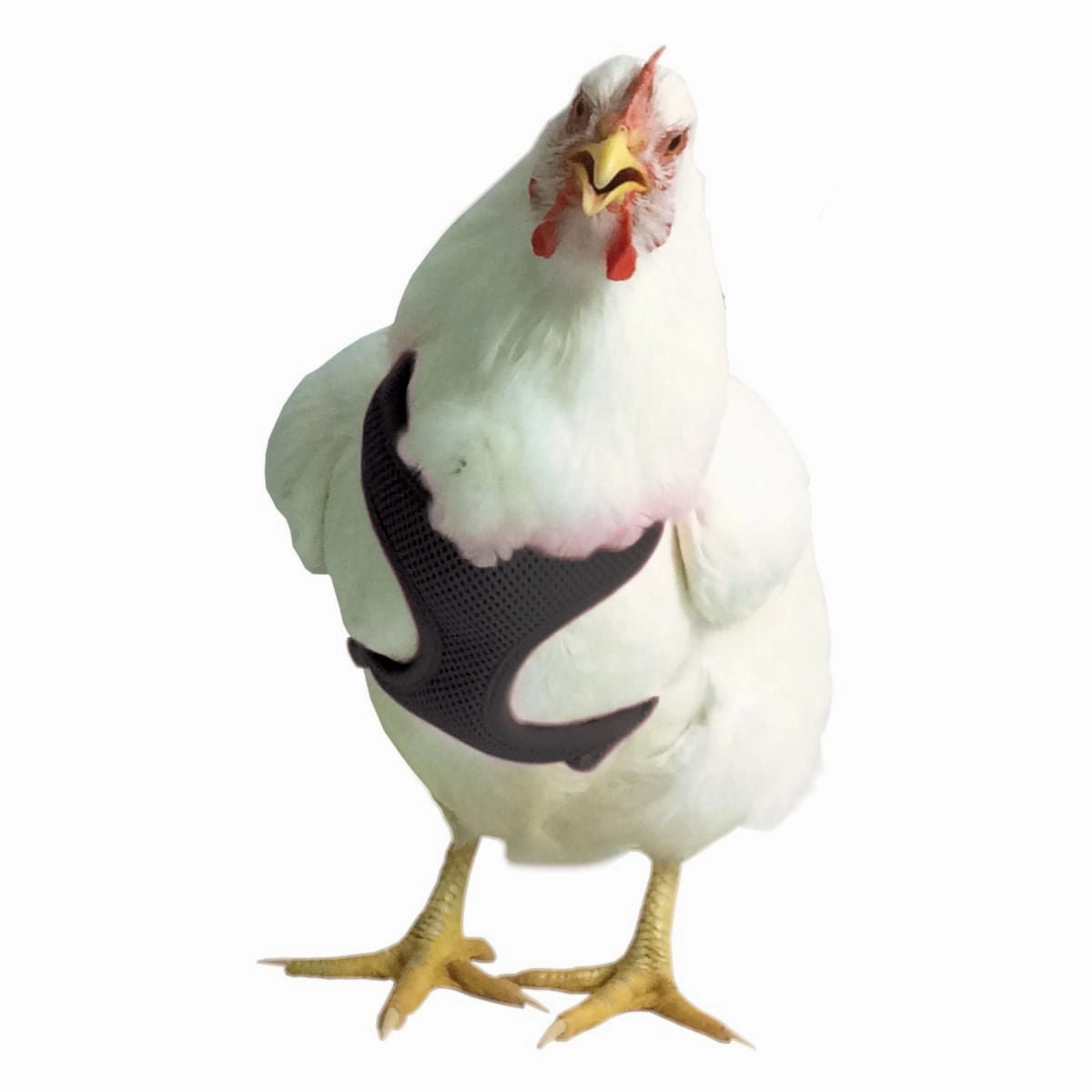 Chicken Harness