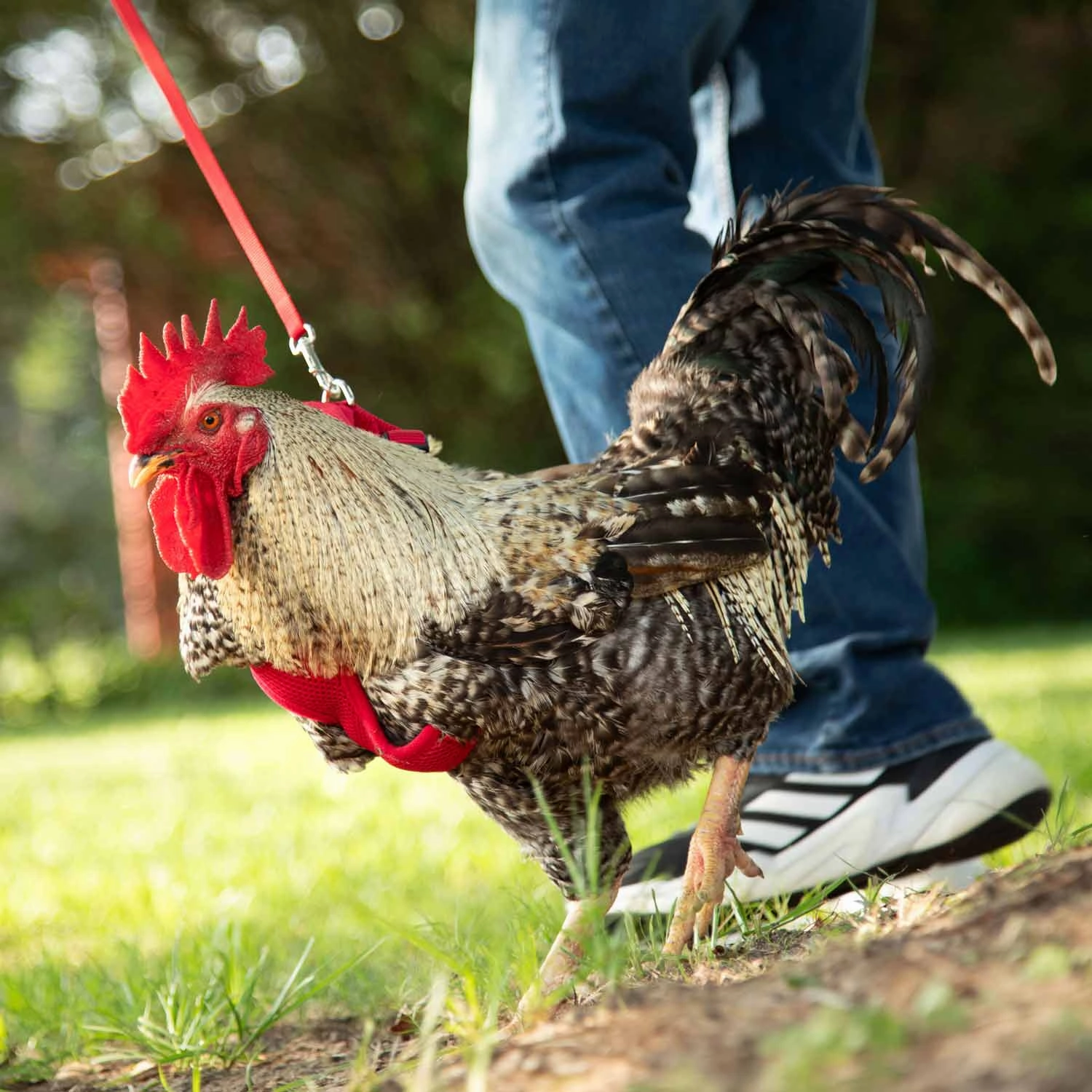 Chicken Harness