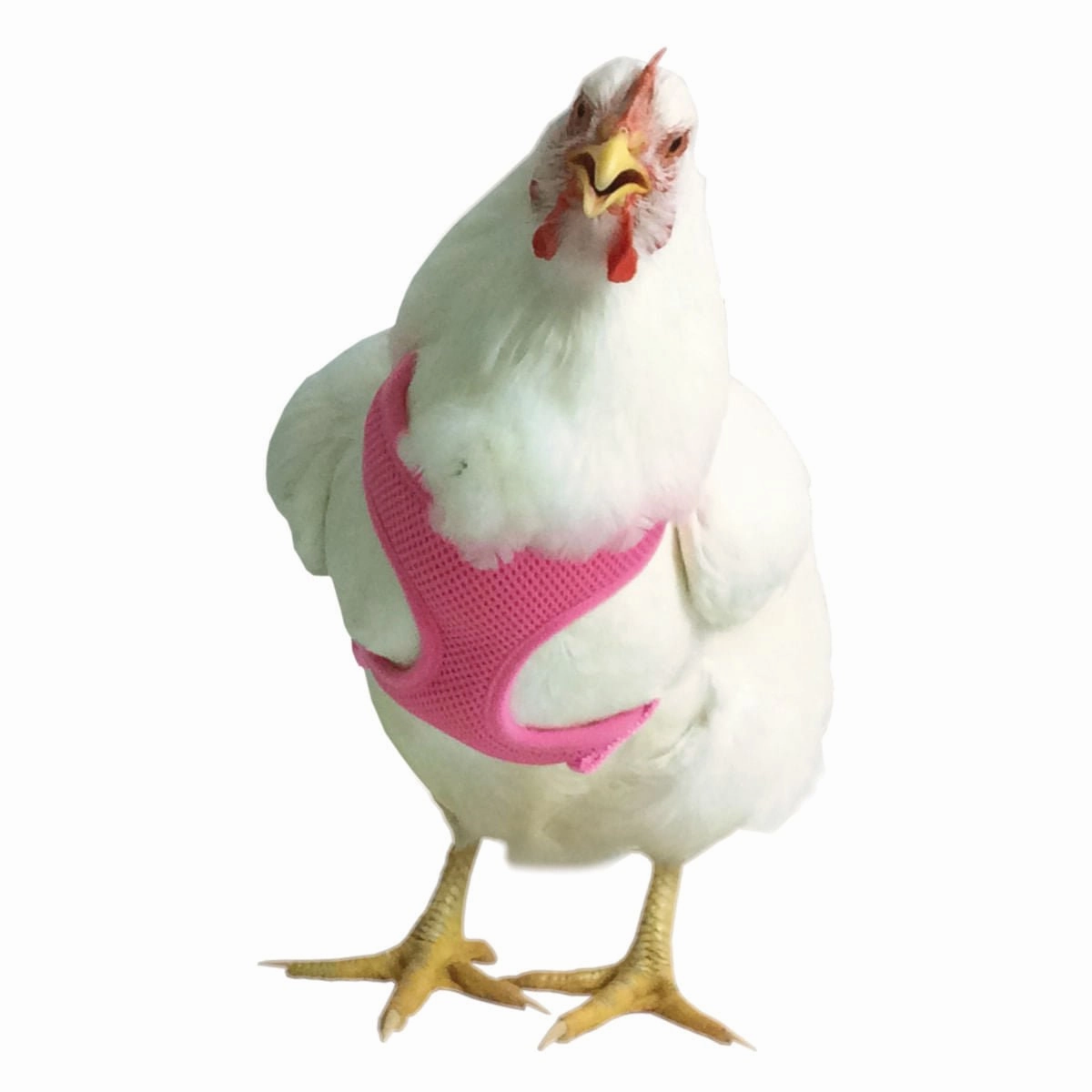 Chicken Harness