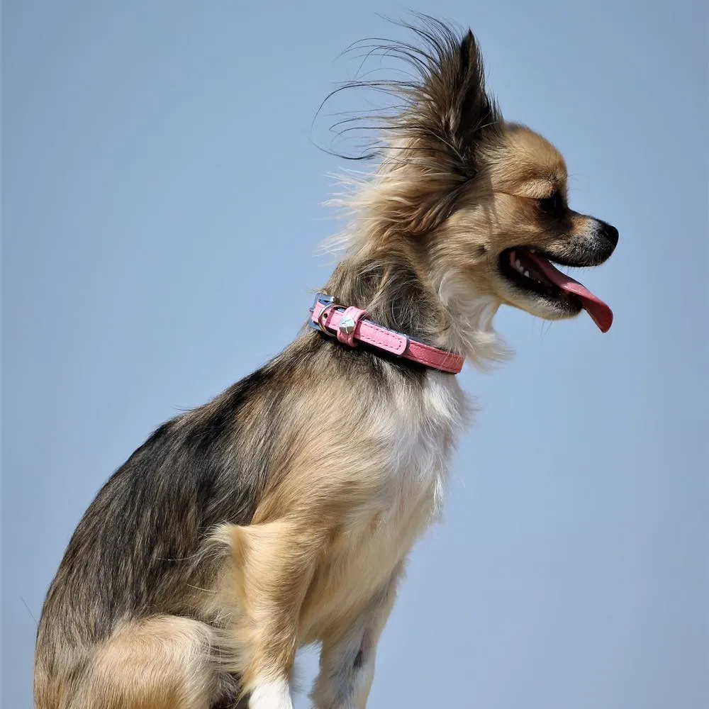 Das Lederband Firenze Leather Dog Collar (Candy/Sapphire)