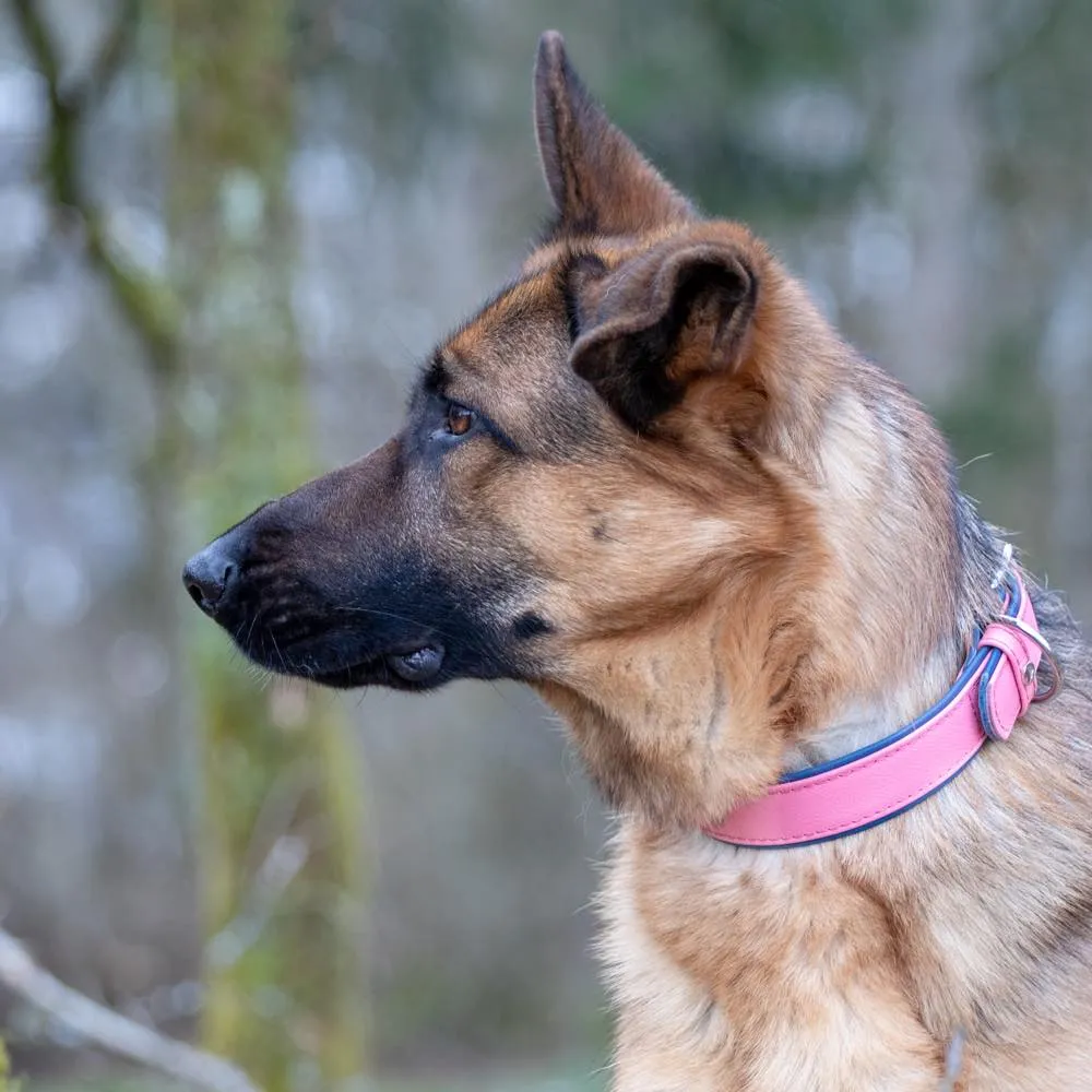Das Lederband Firenze Leather Dog Collar (Candy/Sapphire)