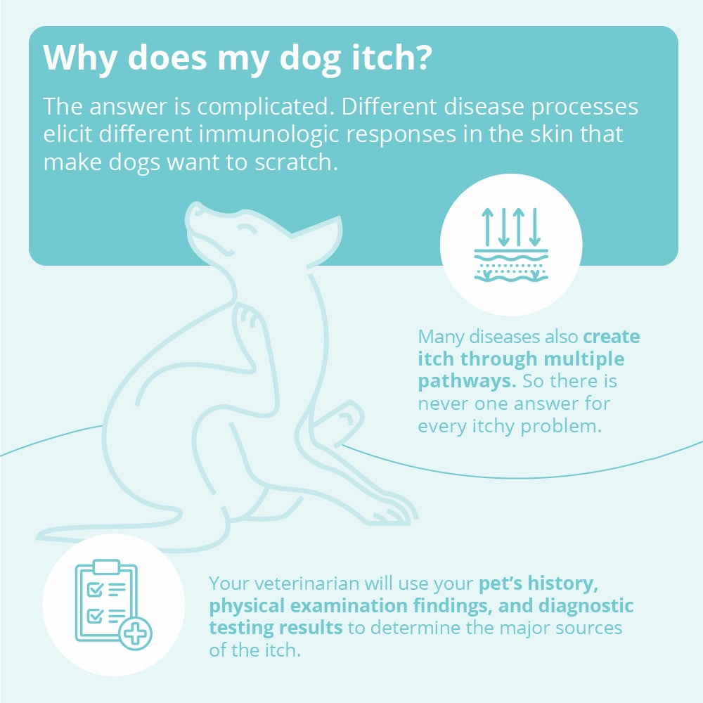 DermaBenSs Shampoo for Dogs, Cats, and Horses
