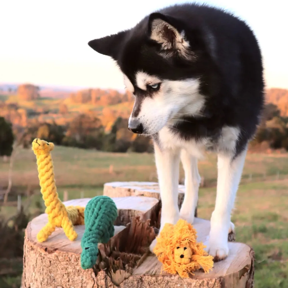 Dinosaur Rope Dog Toy