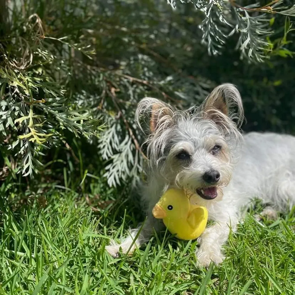Ducky Plush Squeaker Dog Toy