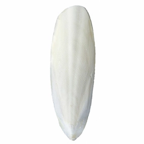Emas 10 Cuttlefish Bone (3317) bird cage parrot food bird toys bird perch bird treats