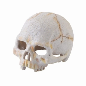 Exo Terra Primate Skull S (PT2926) hamster cage guinea pig supplies small animal accessories rabbit water bottle rat tunnel