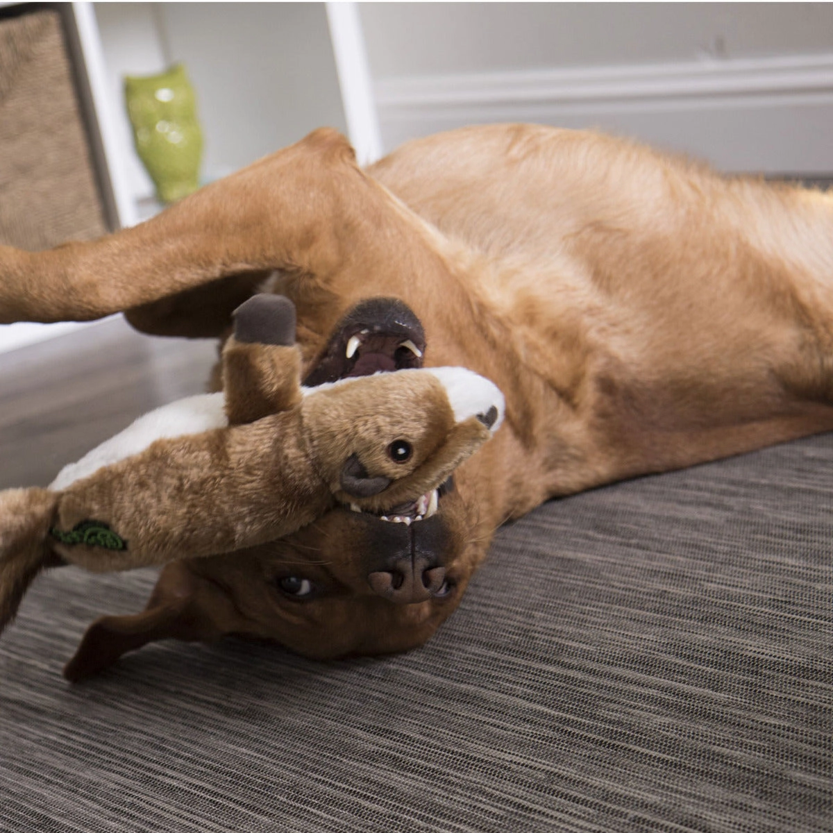 GoDog Flatz Scrappy the Squirrel
