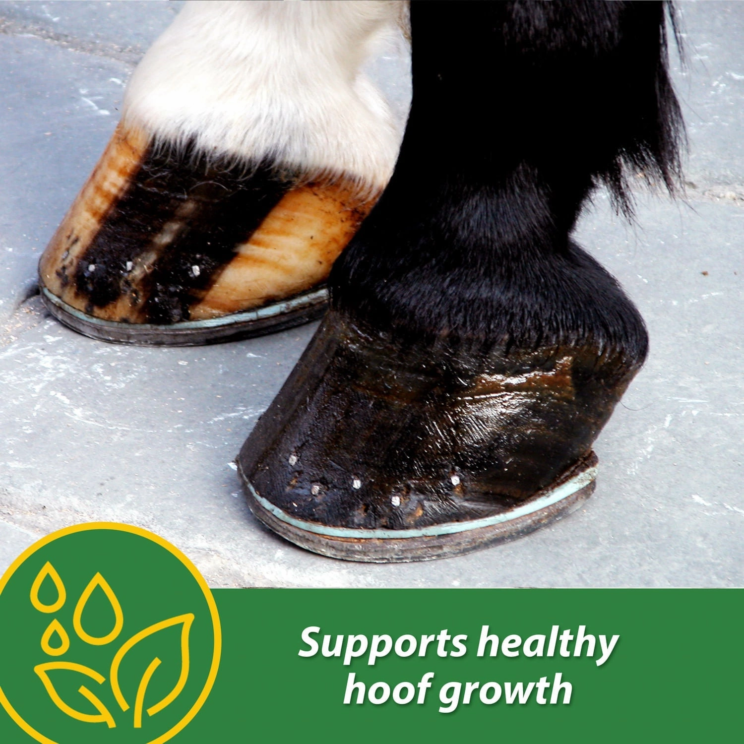 H.B. 15 Hoof Pellets for Horses