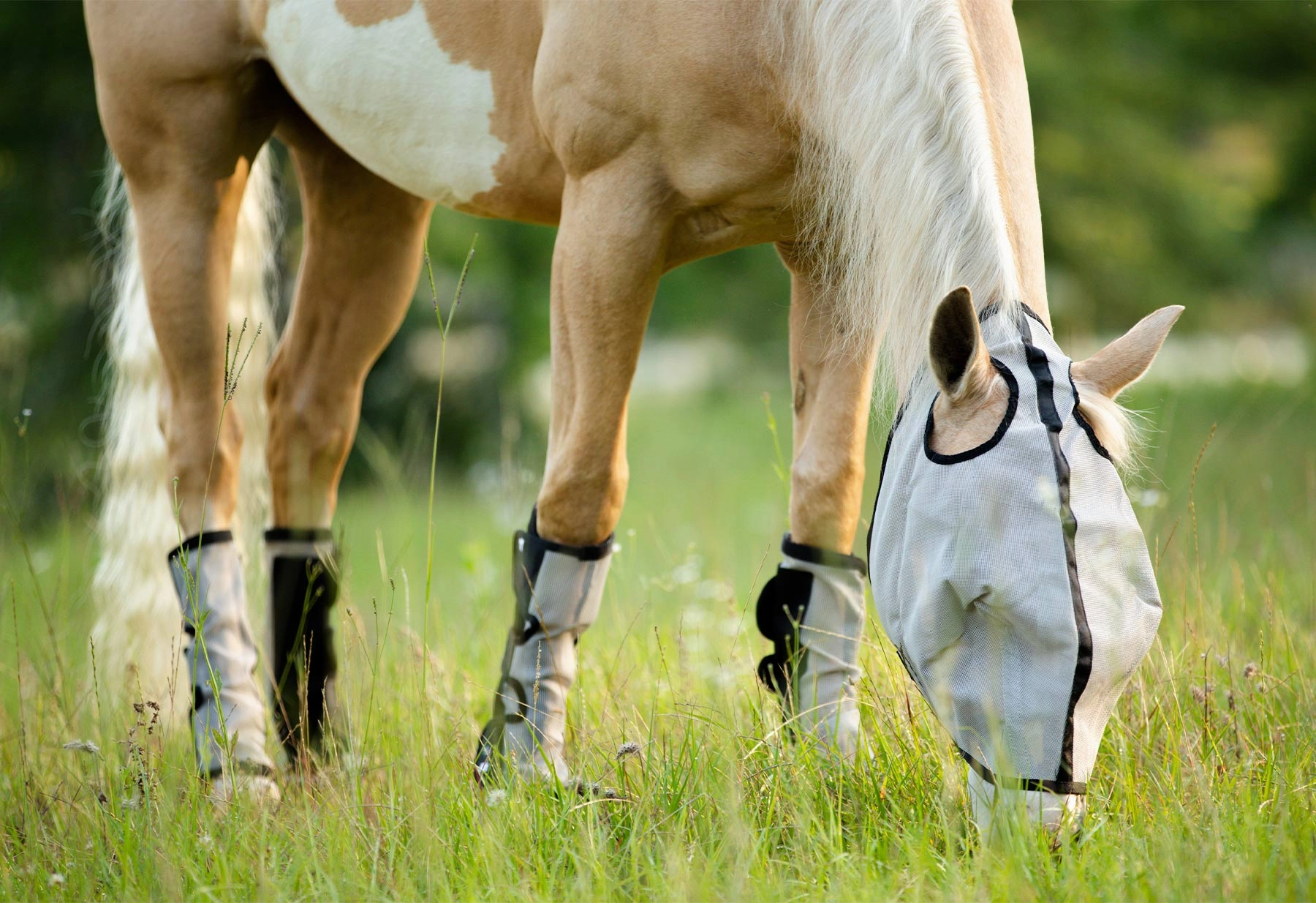 Horse Sense Fly Leg Wraps, Pair