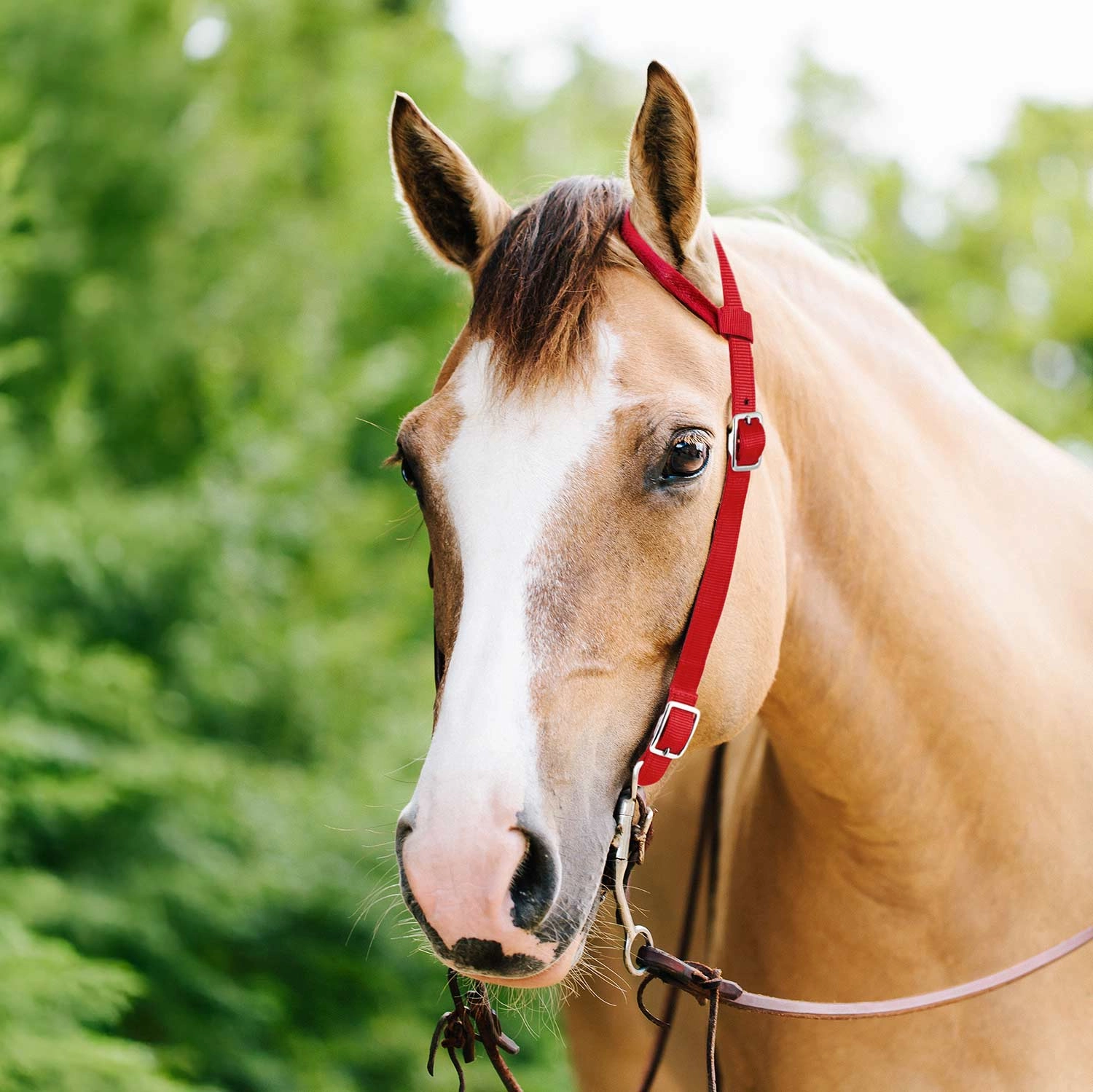 Jeffers Nylon One Ear Western Horse Headstall