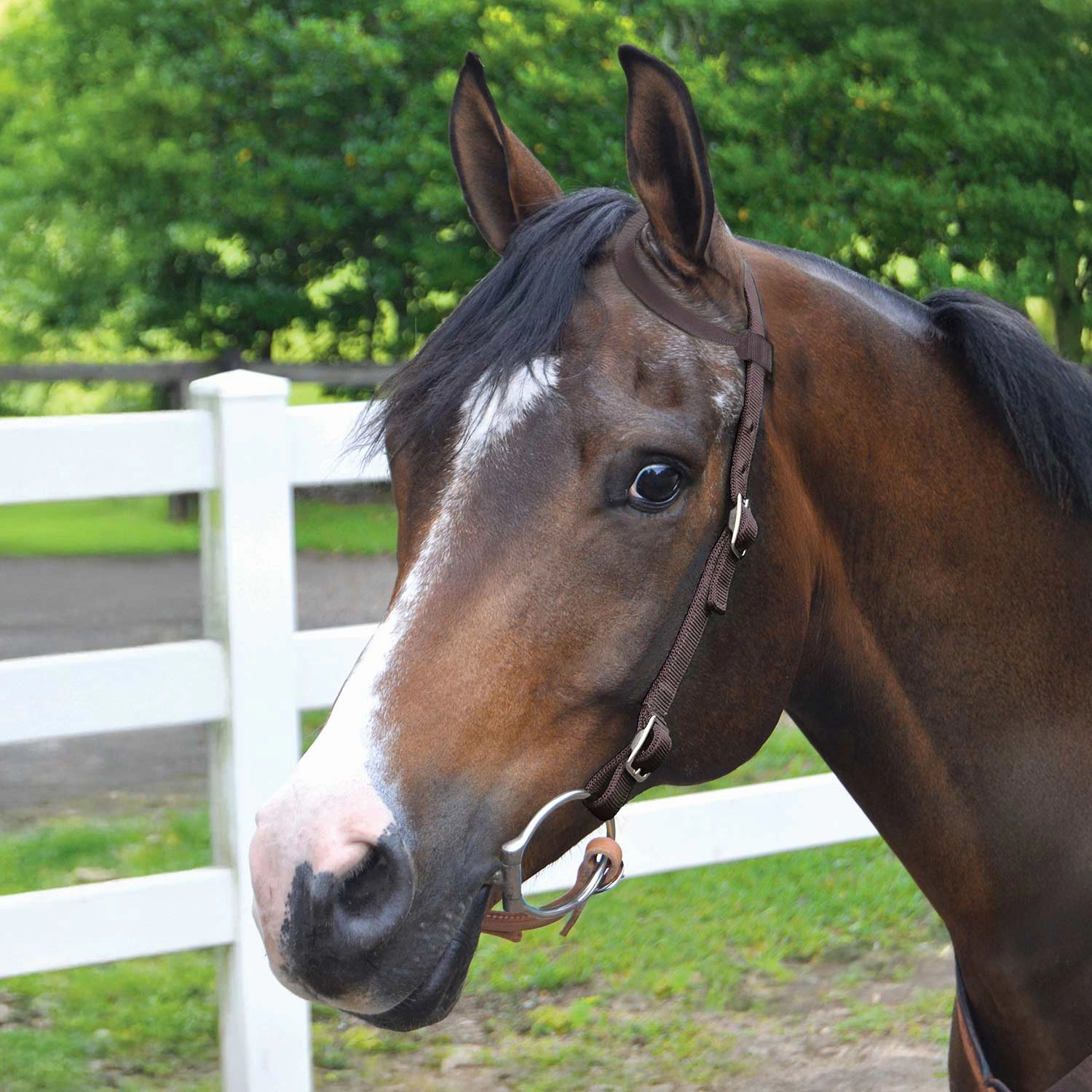 Jeffers Nylon One Ear Western Horse Headstall
