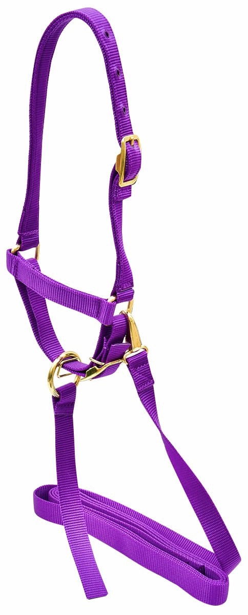 Jeffers Nylon Sheep Halter & Lead Set, 3/4" x 6' Lead