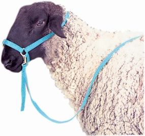 Jeffers Nylon Sheep Halter & Lead Set, 3/4" x 6' Lead chicken supplies backyard chicken coop accessories poultry food chicken vitamins