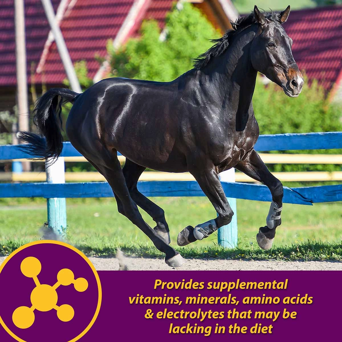 Maxum Crumbles for Horses