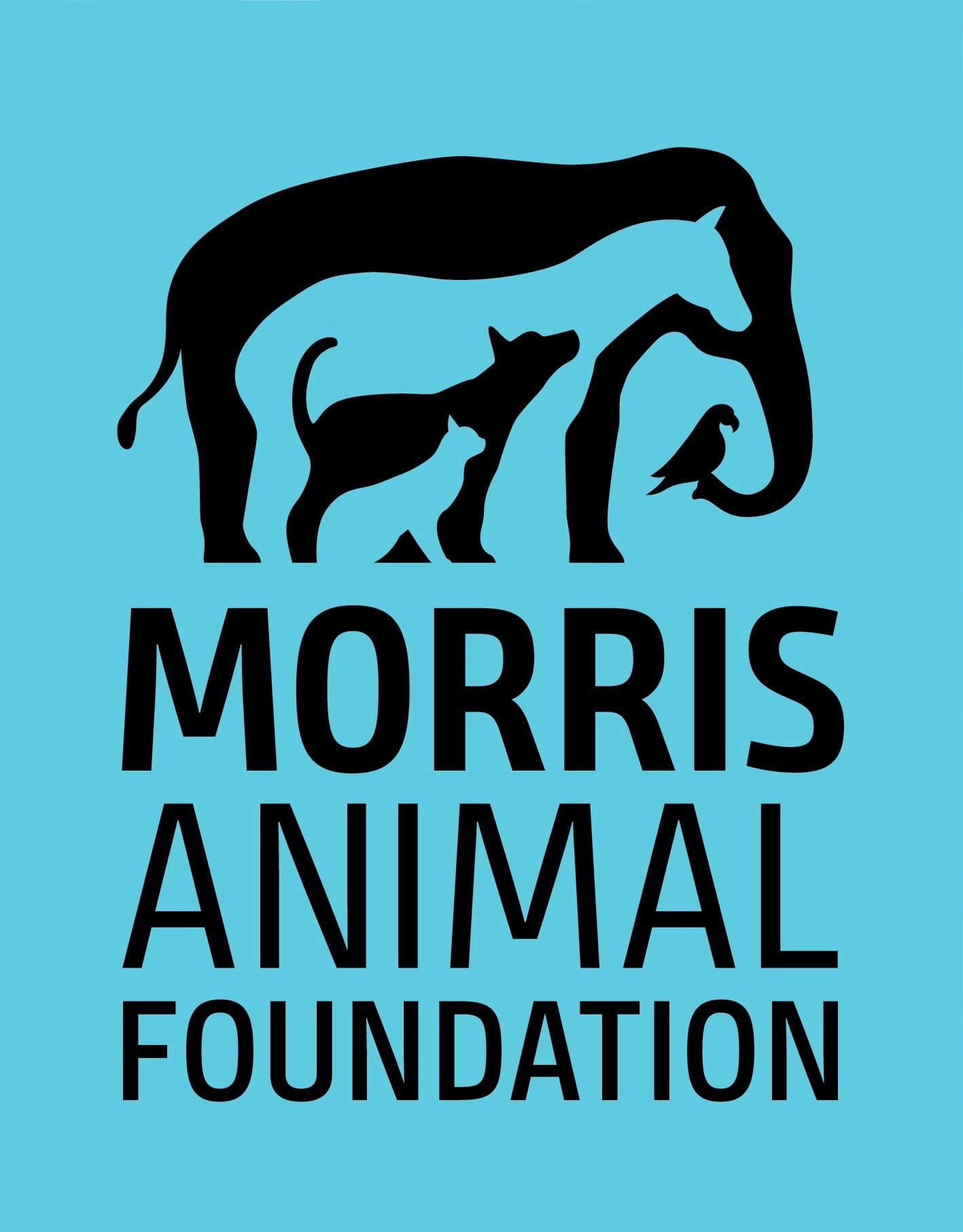 Morris Animal Foundation Donation cat grooming cat shampoo cat conditioner cat comb cat grooming glove