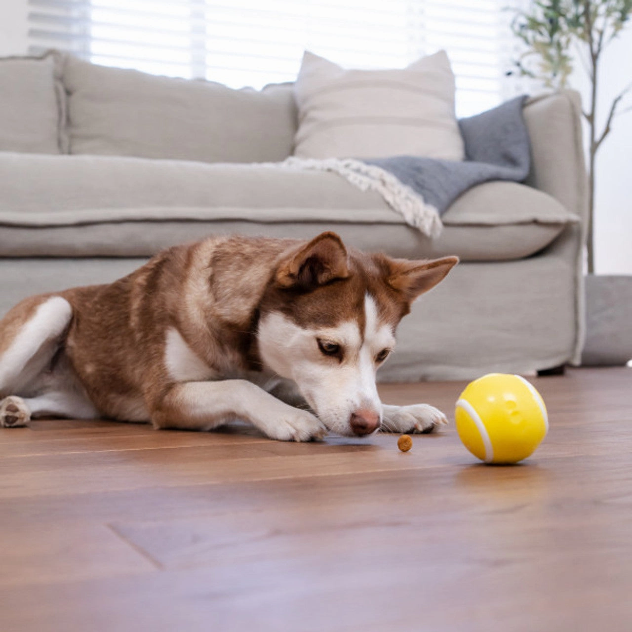 Outward Hound Orbee-Tuff Tennis Ball
