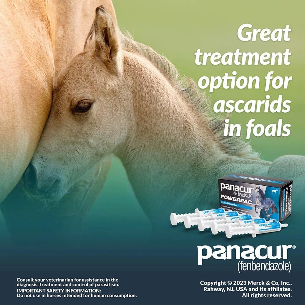 Panacur Powerpac Fenbendazole Horse Dewormer
