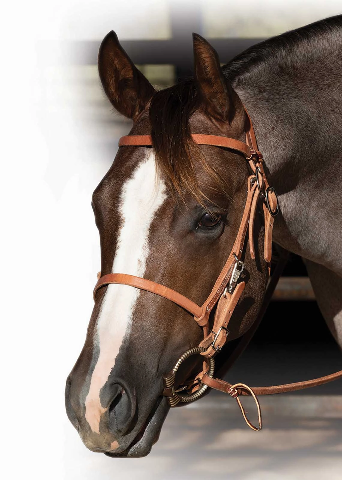 Professional's Choice Trail Bridle