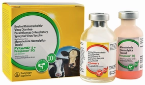 Pyramid 5   Presponse SQ Cattle Vaccine sheep feed sheep mineral sheep hay sheep pellets sheep salt block