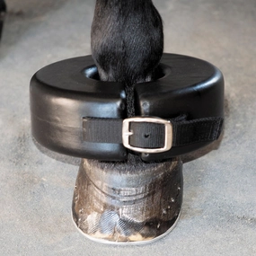 Shoe Boil Ring poultry remedies poultry supplement goat vitamins sheep probiotics animal health boost