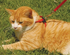 Size Right! Adjustable Cat Harness cat beds cat scratching post cat shampoo cat tunnel cat brush