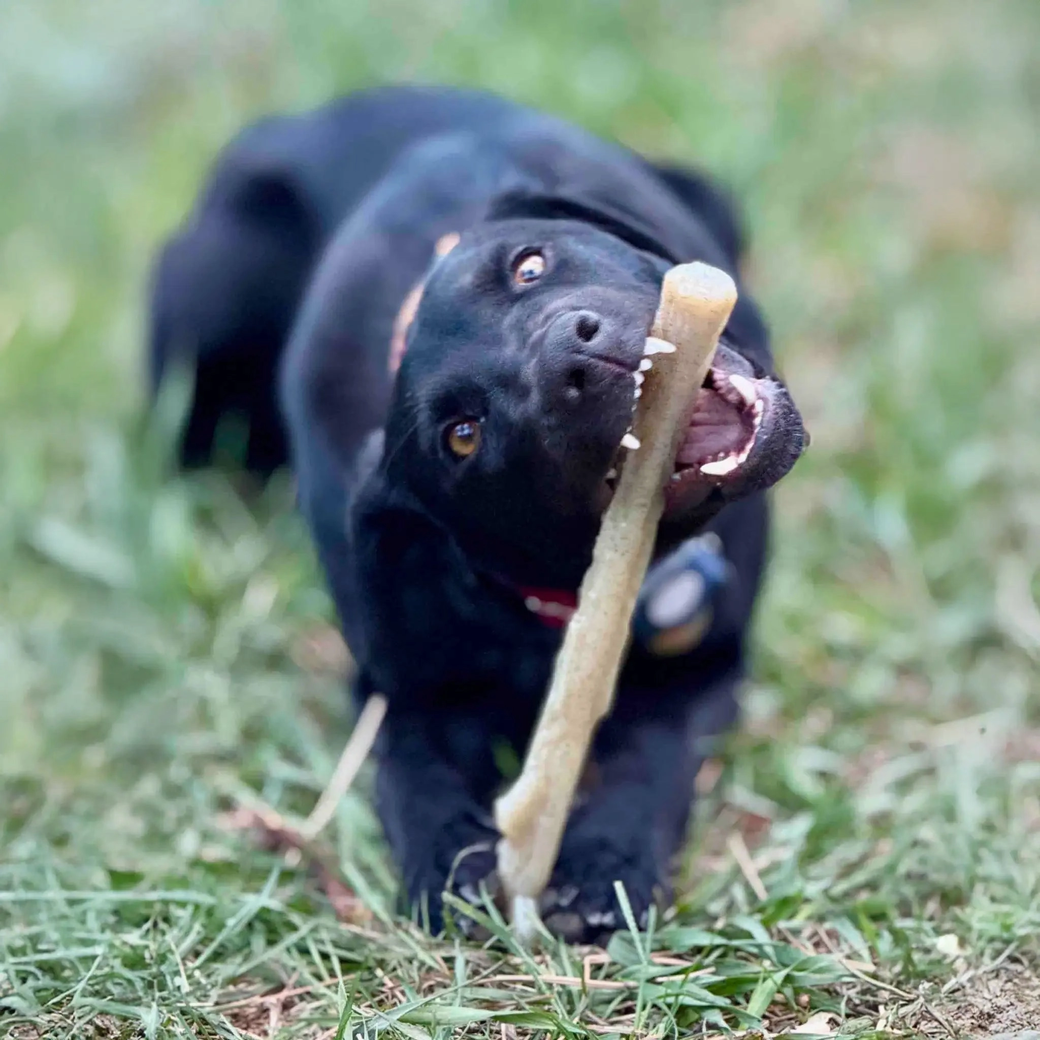 SodaPup Nylon Chew Stick