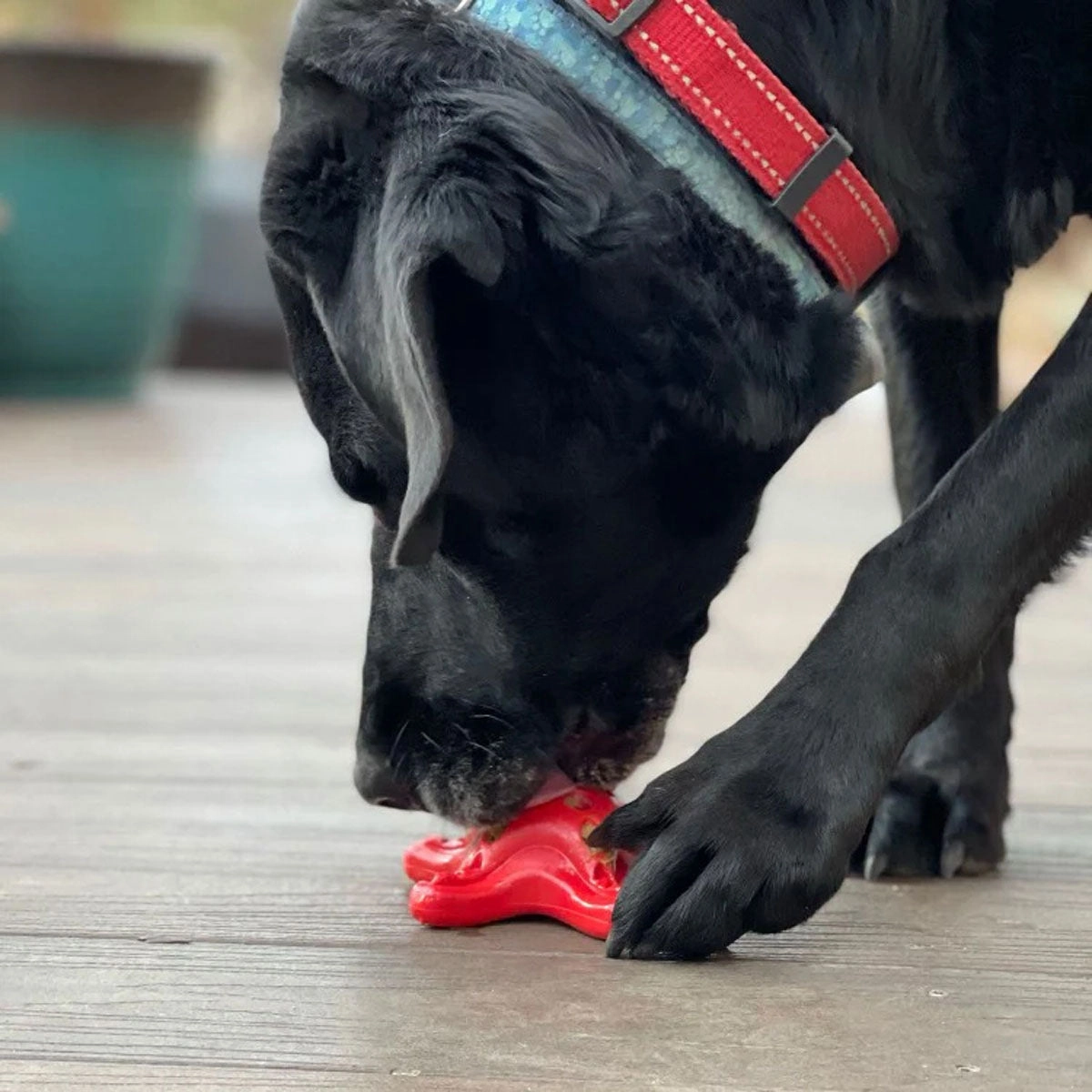 SodaPup Starfish Red Ultra Durable Nylon Dog Toy