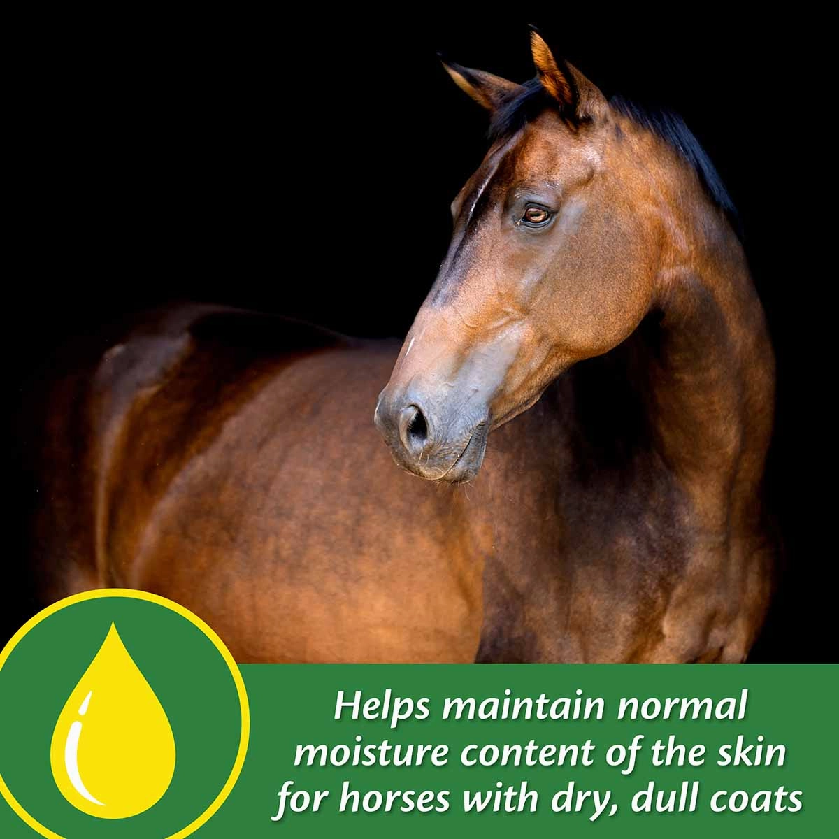 Super 14 Powder for Horses, 5 lb (Improved Formula)