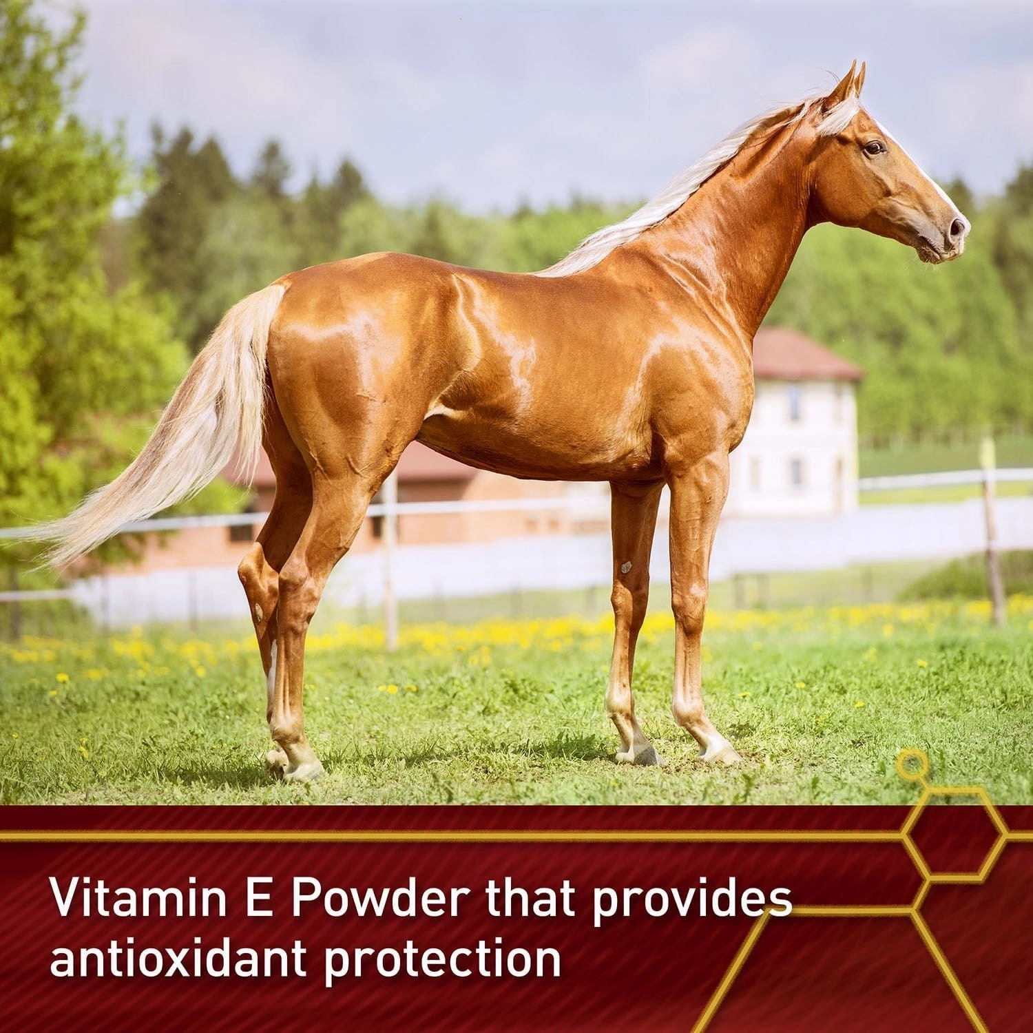 Vita Flex E-5000 Premium Quality Vitamin E, 128 Day Supply
