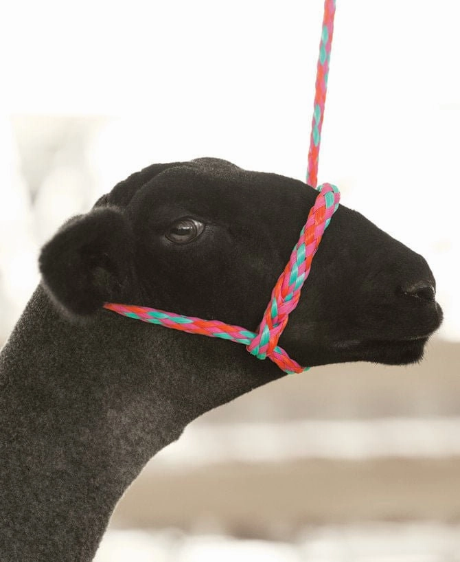 Weaver Leather Sheep & Goat Poly Rope Halter