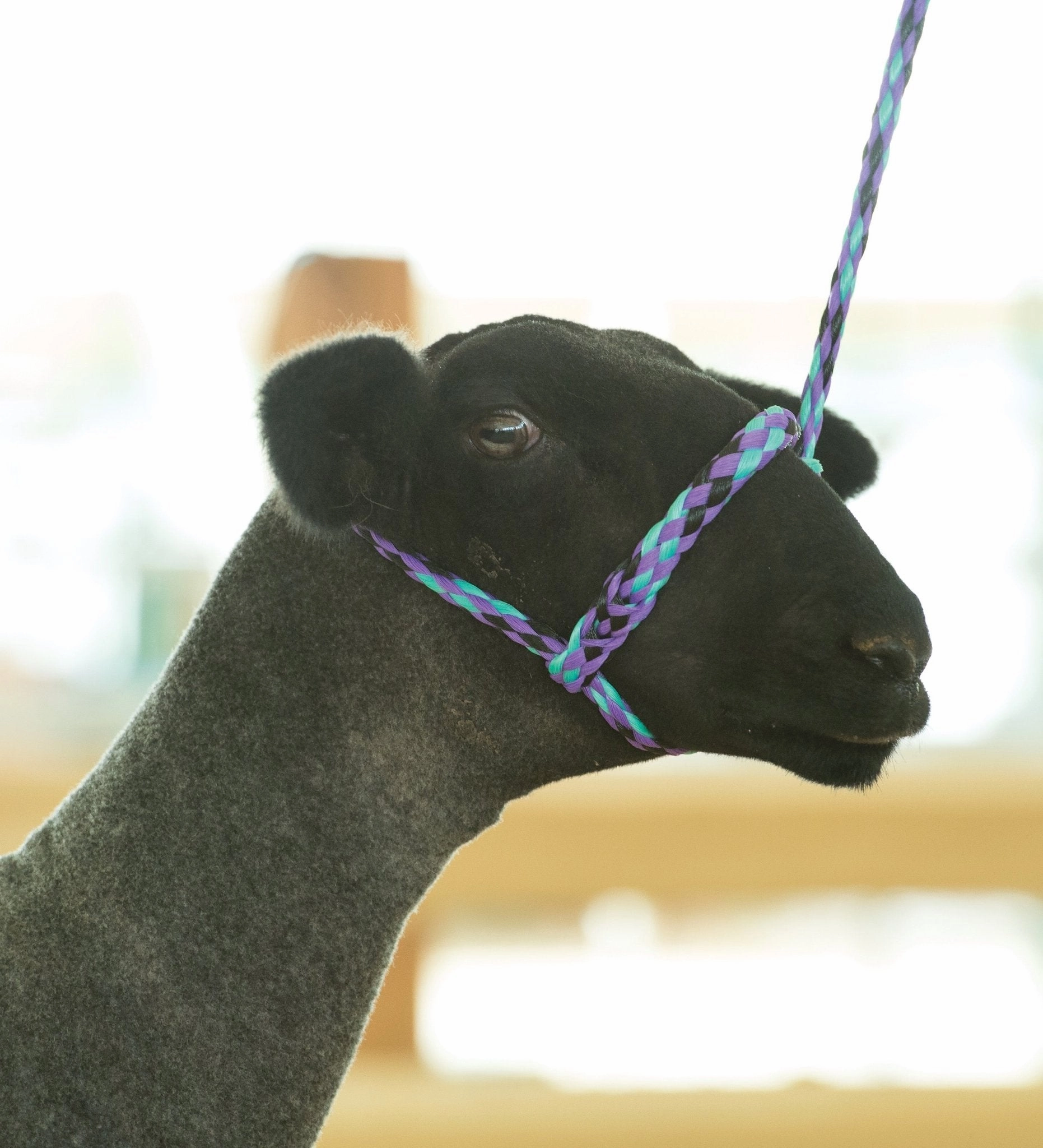 Weaver Leather Sheep & Goat Poly Rope Halter