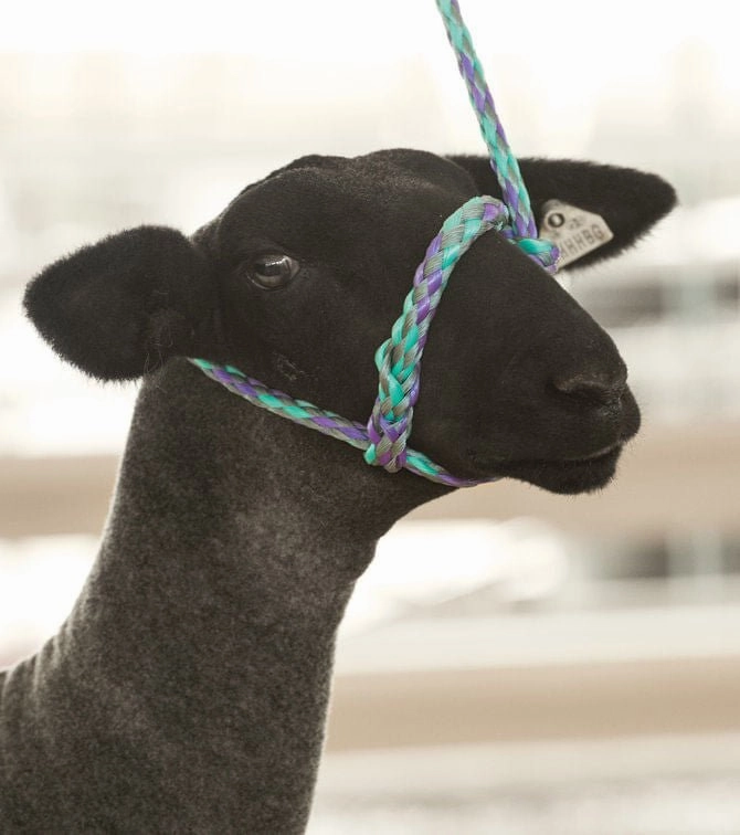 Weaver Leather Sheep & Goat Poly Rope Halter
