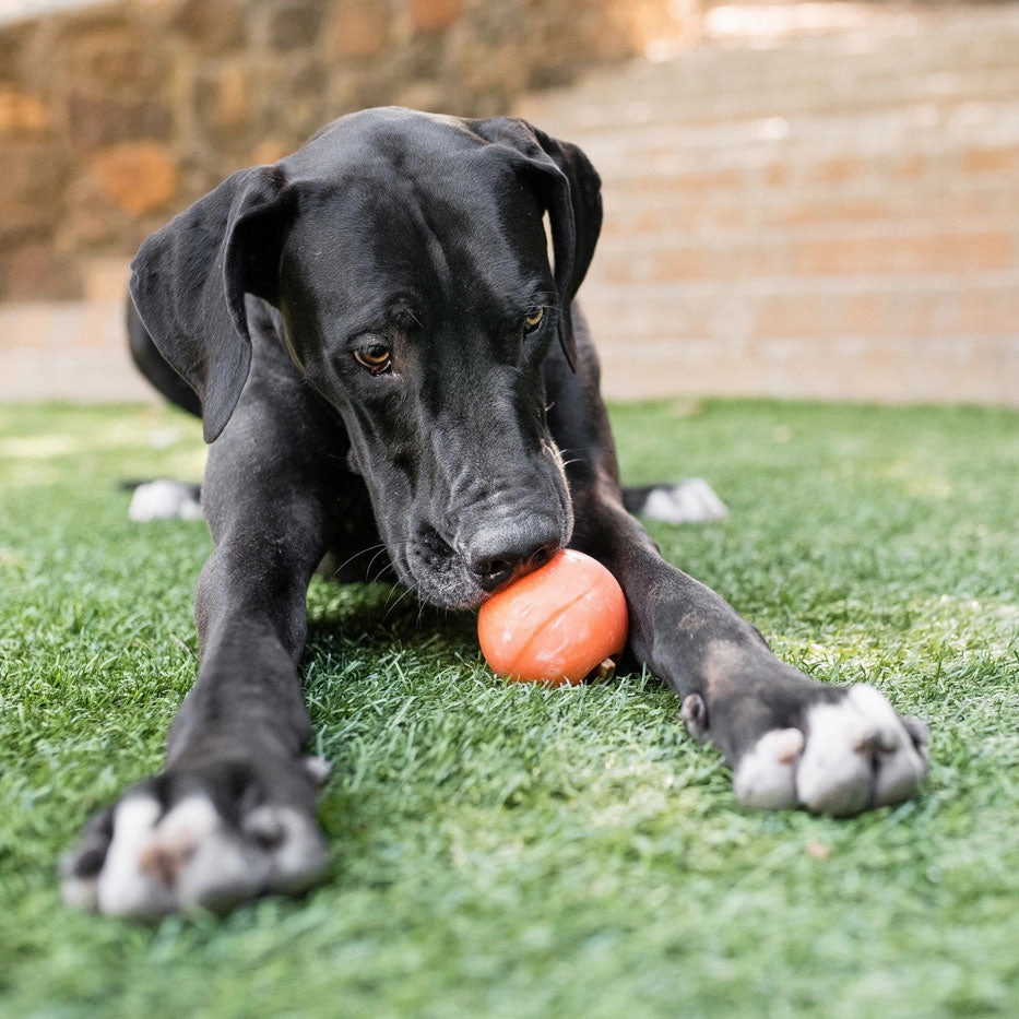 ZoomieRex IncrediBall